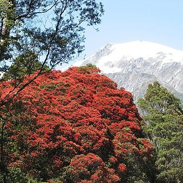 Metrosideros umbellata unspecified picture