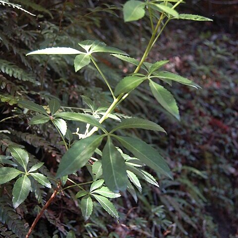 Raukaua unspecified picture