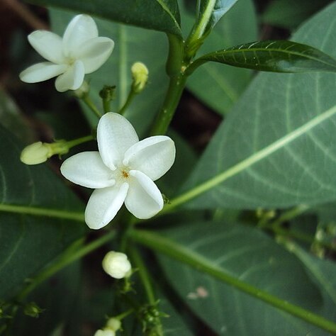 Rauvolfia verticillata unspecified picture