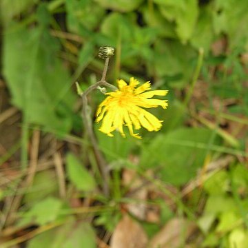 Hieracium radyrense unspecified picture