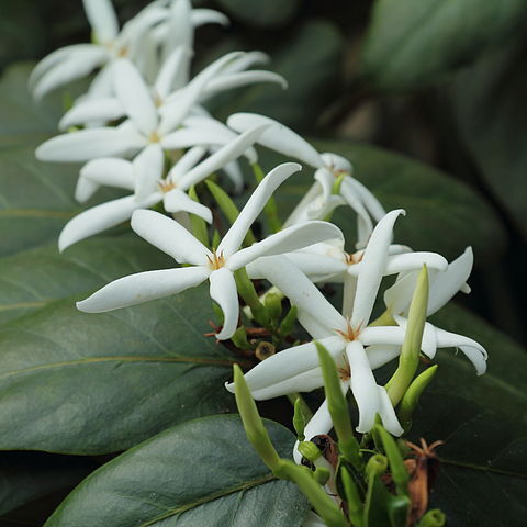 Ramosmania rodriguesii unspecified picture