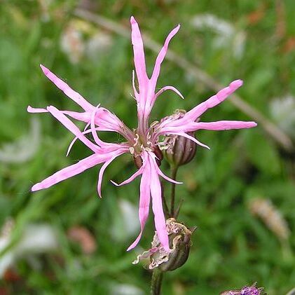 Lychnis unspecified picture