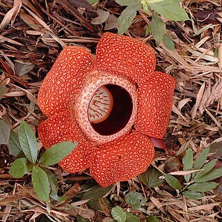 Rafflesia keithii unspecified picture