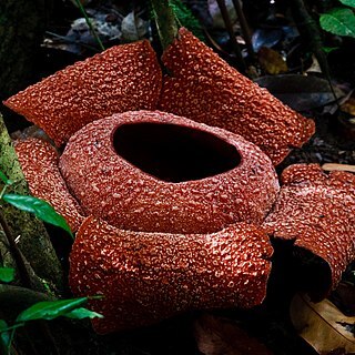 Rafflesia zollingeriana unspecified picture