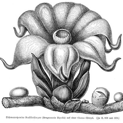 Rhizanthes unspecified picture