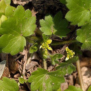 Ranunculus chius unspecified picture