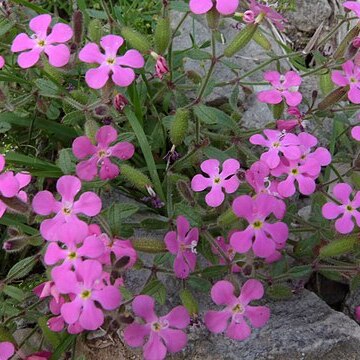 Saponaria calabrica unspecified picture