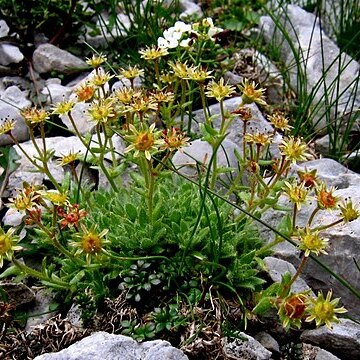 Saxifraga hohenwartii unspecified picture