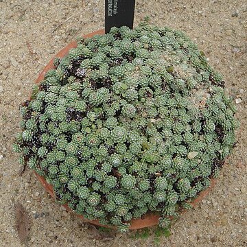 Saxifraga stolitzkae unspecified picture