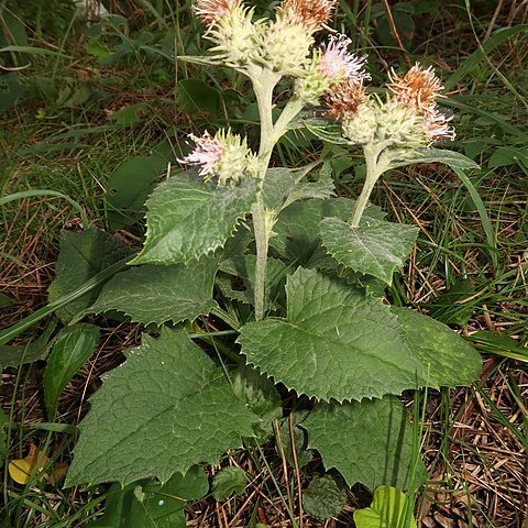 Saussurea hosoiana unspecified picture