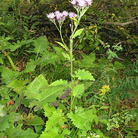 Saussurea ussuriensis unspecified picture