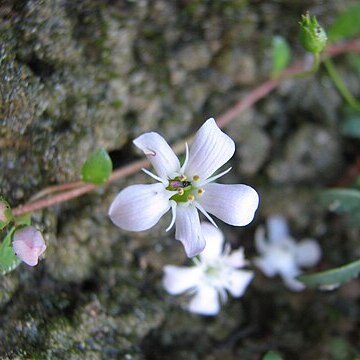 Samolus repens unspecified picture