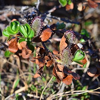 Salix pulchra unspecified picture