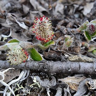 Salix reptans unspecified picture