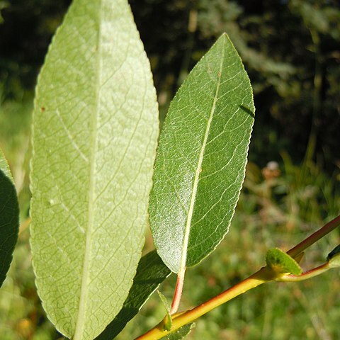 Salix boothii unspecified picture