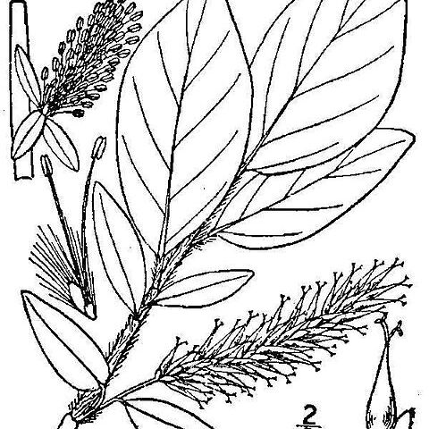 Salix barclayi unspecified picture