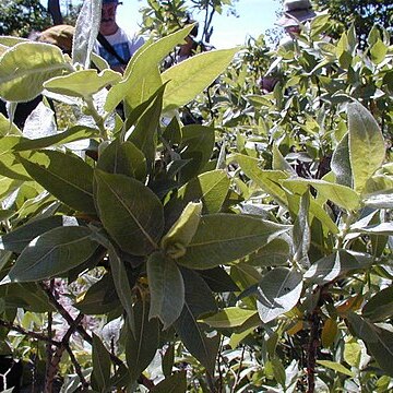 Salix cordata unspecified picture