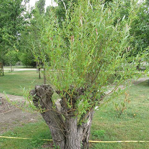 Salix schwerinii unspecified picture