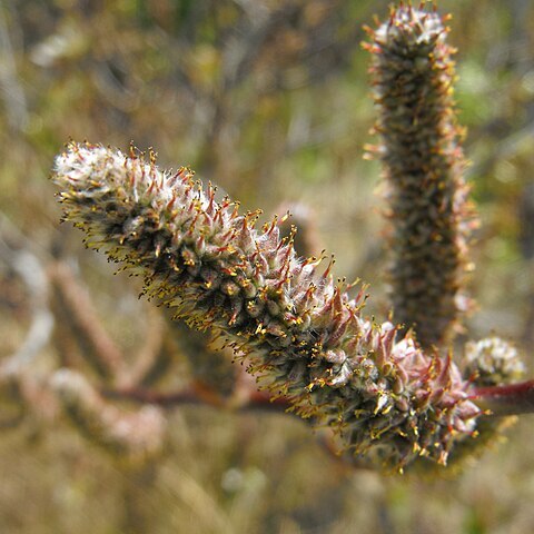 Salix breweri unspecified picture