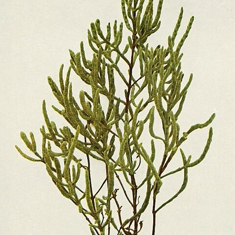 Salicornia depressa unspecified picture