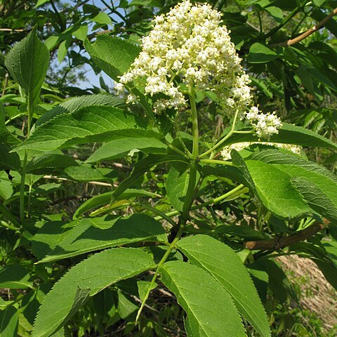 Sambucus sieboldiana unspecified picture