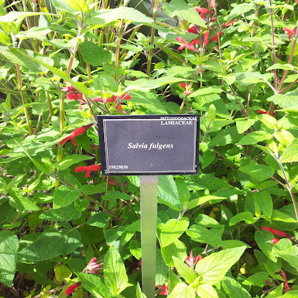 Salvia fulgens unspecified picture