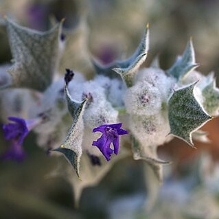 Salvia funerea unspecified picture