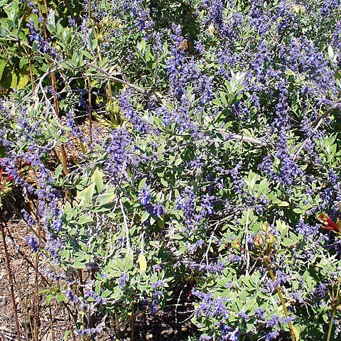 Salvia flocculosa unspecified picture