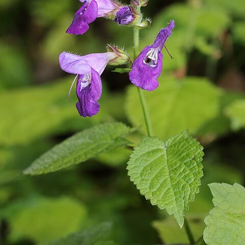 Salvia glabrescens unspecified picture