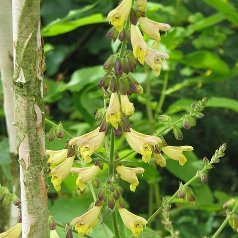 Salvia omeiana unspecified picture