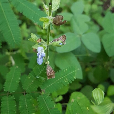 Salvia herbacea unspecified picture