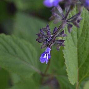 Salvia urticifolia unspecified picture