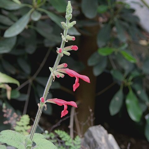 Salvia darcyi unspecified picture