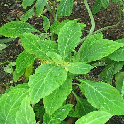 Salvia divinorum unspecified picture