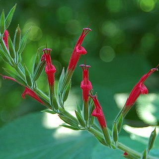 Salvia elegans unspecified picture