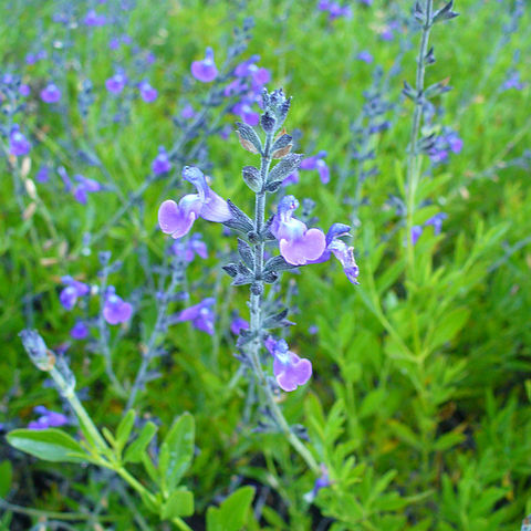 Salvia coahuilensis unspecified picture