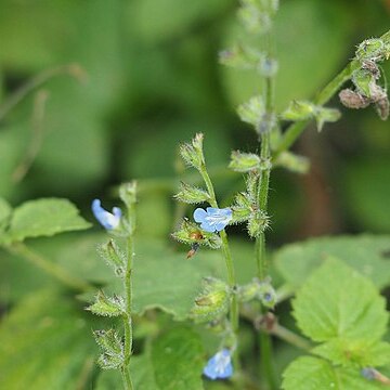 Salvia misella unspecified picture