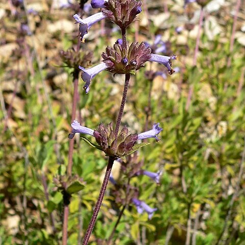 Salvia munzii unspecified picture