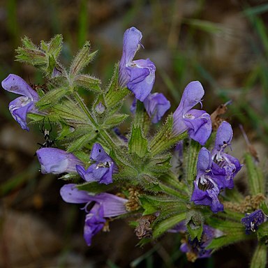 Salvia rubifolia unspecified picture