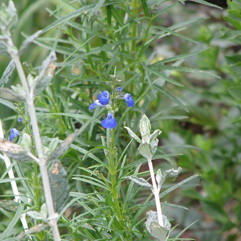 Salvia reptans unspecified picture