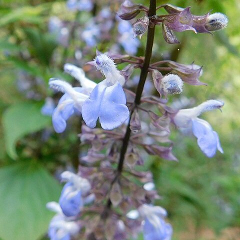 Salvia roscida unspecified picture