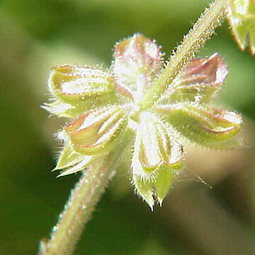 Salvia bulleyana unspecified picture