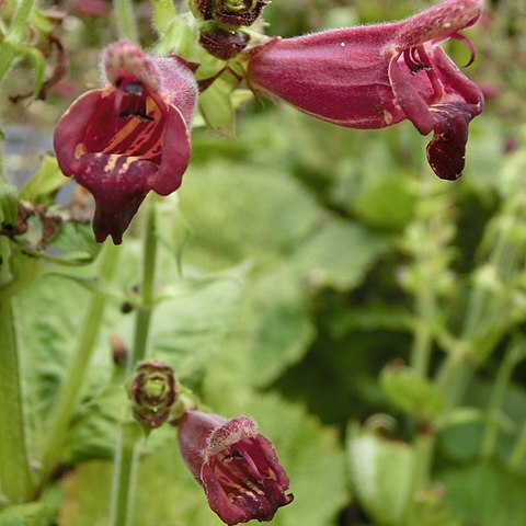 Salvia brevilabra unspecified picture