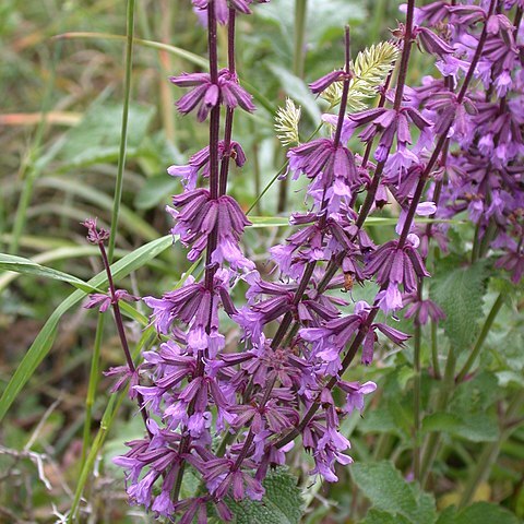 Salvia judaica unspecified picture