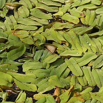 Salvinia oblongifolia unspecified picture