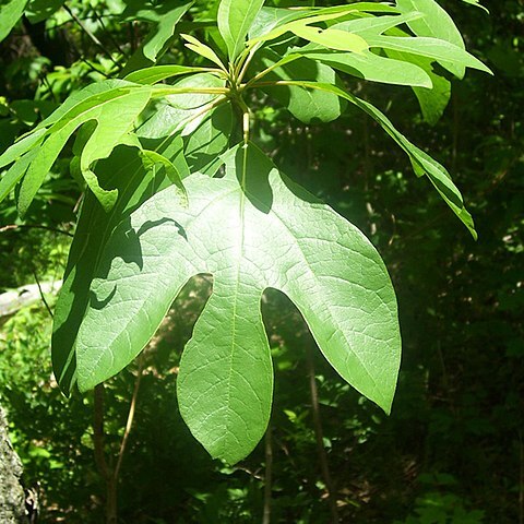 Sassafras unspecified picture