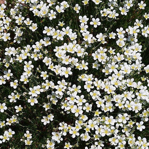 Minuartia juniperina unspecified picture