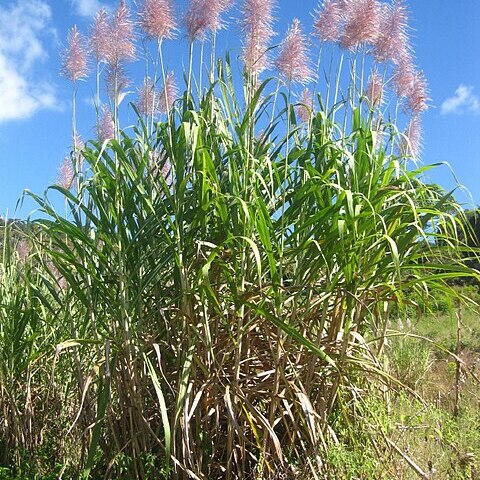 Saccharum unspecified picture