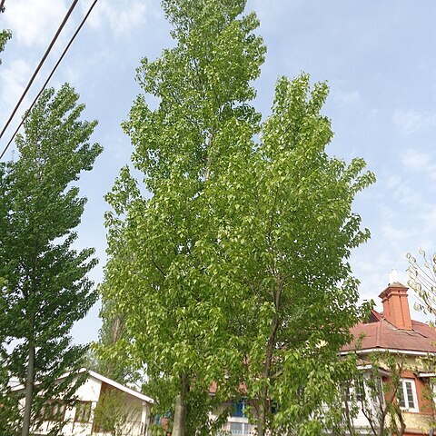 Populus ciliata unspecified picture