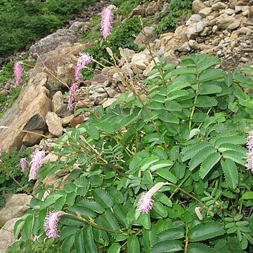 Sanguisorba obtusa unspecified picture